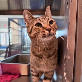 Chico -  Domestic Short Hair Cat for Adoption in Midland, Texas - Chico | PetCurious
