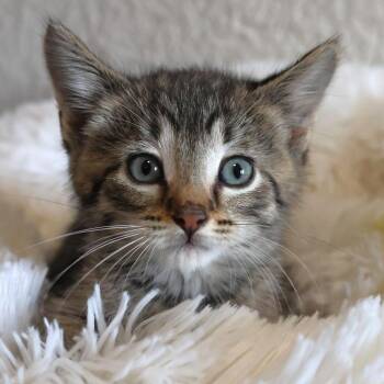Strudel -  Domestic Short Hair Cat for Adoption in Chaska, Minnesota - Strudel | PetCurious