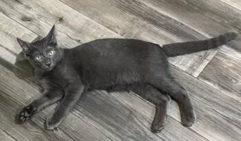 Steel -  Domestic Short Hair Cat for Adoption in Conroe, Texas - Steel | PetCurious
