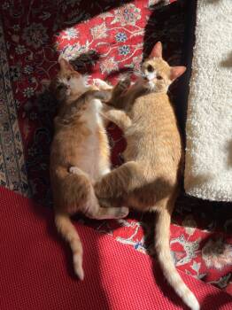 Rescue Domestic Short Hair Cats for Adoption in Minneapolis, Minnesota - Peanut Butter / Scooter Magoo | PetCurious