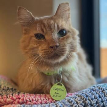 Domestic Medium Hair Cats Available for Adoption - Jelly Time | PetCurious