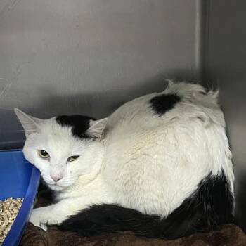 Domestic Short Hair Cats Available for Adoption - Beret | PetCurious