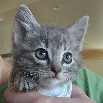 Domestic Medium Hair Cats Available for Adoption in Eagle Mountain, Utah - Tetherball Orr | PetCurious