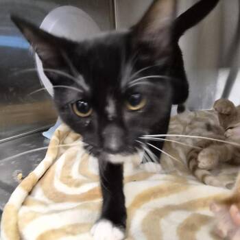 Theon -  Domestic Short Hair Cat for Adoption in Bentonville, Arkansas - Theon | PetCurious