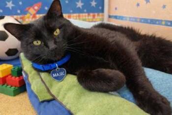 Domestic Short Hair Cats Available for Adoption - Majic | PetCurious