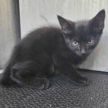 PRINCE -  Domestic Short Hair Cat for Adoption in San Antonio, Texas - PRINCE | PetCurious