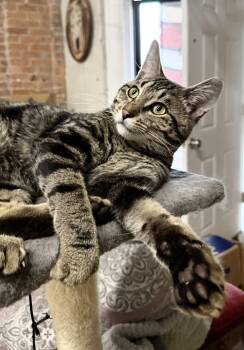 Monty (aka Mister Lover Lover) -  Domestic Short Hair Cat for Adoption in Northwood, Ohio - Monty (aka Mister Lover Lover) | PetCurious
