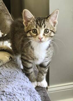 Eloise -  Domestic Short Hair Cat for Adoption in Chicago, Illinois - Eloise | PetCurious