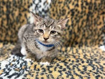 Domestic Short Hair Cats Available for Adoption in Conroe, Texas - ACE | PetCurious