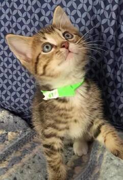 Heath -  Domestic Short Hair Cat for Adoption in Tomah, Wisconsin - Heath | PetCurious