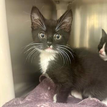 Domestic Medium Hair Cats Available for Adoption in Walnut Creek, California - Ned | PetCurious