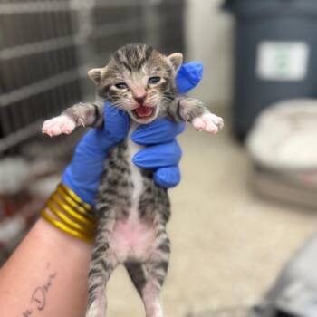 Domestic Short Hair Cats Available for Adoption in Auburn, Alabama - Stroopwafel | PetCurious