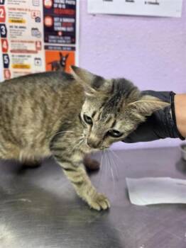 mom -  Domestic Short Hair Cat for Adoption in El Paso, Texas - Mom | PetCurious