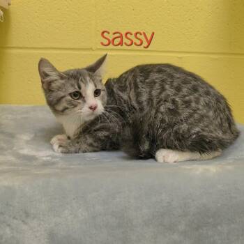 Sassy -  Domestic Short Hair Cat for Adoption in Parkersburg, West Virginia - Sassy | PetCurious