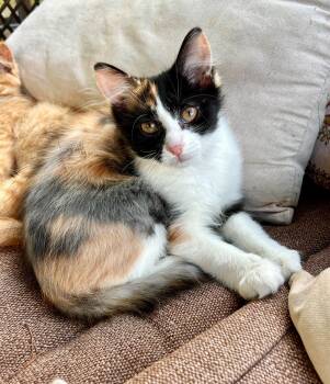 Rescue Calico Cats for Adoption in Bowling Green, Ohio - Buffy | PetCurious