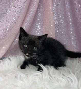 Rescue Domestic Short Hair Cats for Adoption in Clarkesville, Georgia - Dahlia | PetCurious