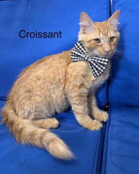Croissant -  Domestic Medium Hair Cat for Adoption in Plant City, Florida - Croissant | PetCurious