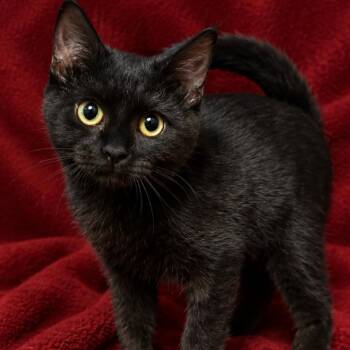 JOSETTE -  Domestic Short Hair Cat for Adoption in Graham, Washington - JOSETTE | PetCurious