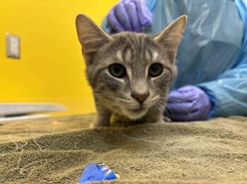 Lance -  Domestic Short Hair Cat for Adoption in Raleigh, North Carolina - Lance | PetCurious