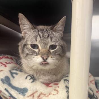 Storm -  Domestic Short Hair and Siamese Cat for Adoption in Pittsburgh, Pennsylvania - Storm | PetCurious