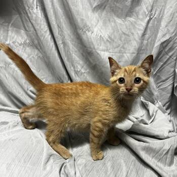 Dj Meow Mix -  Domestic Short Hair Cat for Adoption in Raleigh, North Carolina - Dj Meow Mix | PetCurious