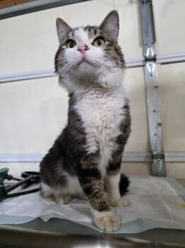 Cole -  Domestic Medium Hair Cat for Adoption in Minot, North Dakota - Cole | PetCurious