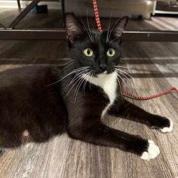 Circe -  Domestic Short Hair Cat for Adoption in Atlanta, Georgia - Circe | PetCurious