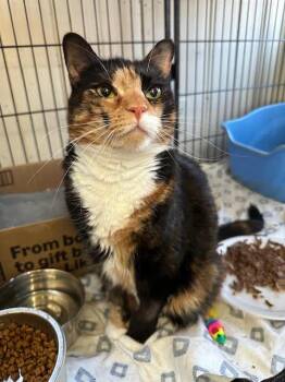 Domestic Short Hair Cats Available for Adoption - Cleo | PetCurious