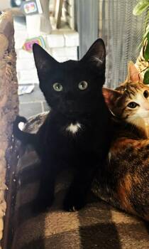 Onyx -  Domestic Short Hair Cat for Adoption in Lombard, Illinois - Onyx | PetCurious