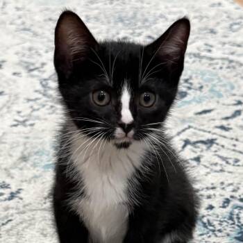 Io (aka Oreo) -  Domestic Short Hair Cat for Adoption in Cumming, Georgia - Io (aka Oreo) | PetCurious
