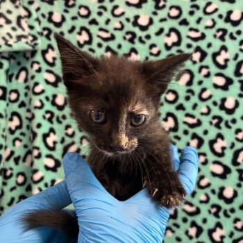 Indigo -  Domestic Short Hair Cat for Adoption in San Antonio, Texas - Indigo | PetCurious