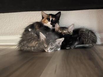 Lynx Baby -  Domestic Medium Hair Cat for Adoption in Fort Collins, Colorado - Lynx Baby | PetCurious