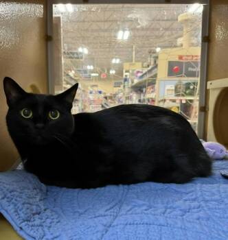 Pyrite -  Domestic Short Hair Cat for Adoption in Warr Acres, Oklahoma - Pyrite | PetCurious