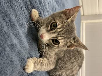 Rescue Domestic Short Hair Cats for Adoption in Graham, Washington - CHANCE | PetCurious