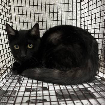 Domestic Short Hair Cats Available for Adoption - Baby Moonie | PetCurious