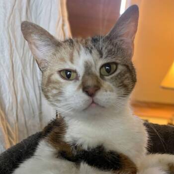 Turkish Van and Calico Cats Available for Adoption in Oakwood, Georgia - MISS ABERDEEN MAJESTIC | PetCurious