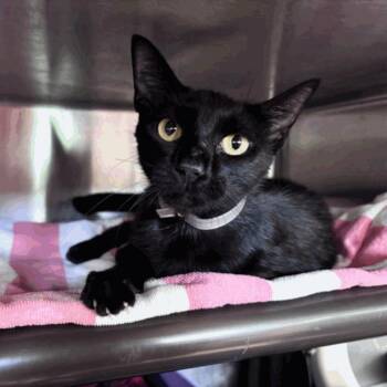 Marla -  Domestic Short Hair Cat for Adoption in Houston, Texas - Marla | PetCurious
