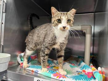 Ursa - At shelter -  Domestic Short Hair Cat for Adoption in Rustburg, Virginia - Ursa - At Shelter | PetCurious