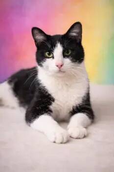 Domestic Short Hair Cats Available for Adoption - Snoop Dog | PetCurious