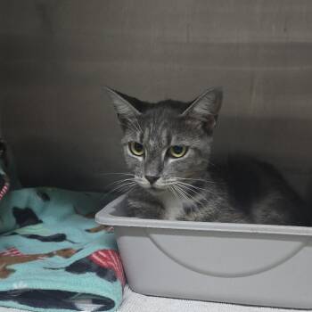 Cambell 26-0493 -  Domestic Short Hair Cat for Adoption in Yanceyville, North Carolina - Cambell 26-0493 | PetCurious