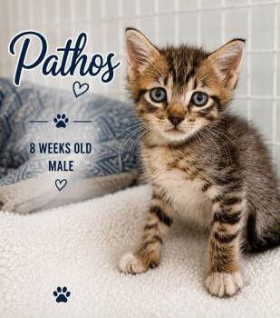 Pathos -  Domestic Short Hair Cat for Adoption in Kingsland, Georgia - Pathos | PetCurious