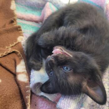 Andrew -  Domestic Short Hair Cat Available for Adoption in Clarksdale, Mississippi - Andrew | PetCurious