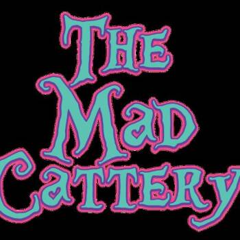 Domestic Short Hair Cats Available for Adoption - Clover | PetCurious