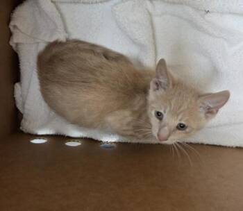 Jorbee -  Domestic Short Hair and Siamese Cat for Adoption in Sacramento, California - Jorbee | PetCurious