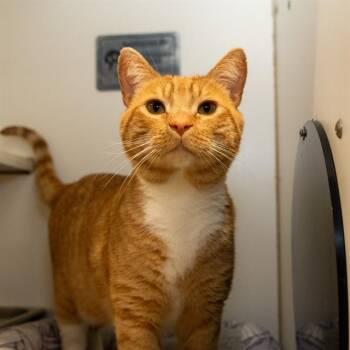 BUTTER -  Domestic Short Hair Cat for Adoption in Methuen, Massachusetts - BUTTER | PetCurious