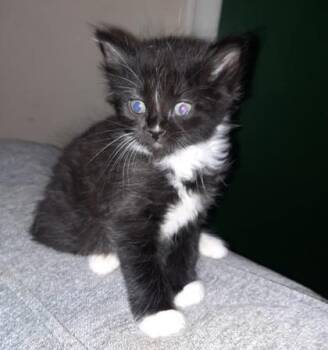 Liam -  Domestic Long Hair and Domestic Short Hair Cat for Adoption in Fort Worth, Texas - Liam | PetCurious
