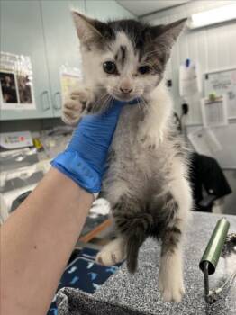 *FRED -  Domestic Short Hair Cat for Adoption in Woodland, California - *FRED | PetCurious