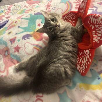 Rescue Domestic Medium Hair Cats for Adoption in Clayton, California - Achilles* *TWISTED ANKLE | PetCurious