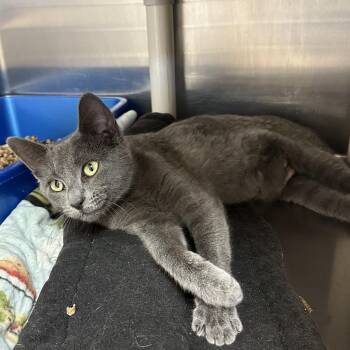 Domestic Short Hair Cats Available for Adoption in Las Vegas, Nevada - Rey Skywalker 53841 | PetCurious