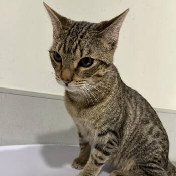 Domestic Short Hair Cats Available for Adoption - Luigi | PetCurious